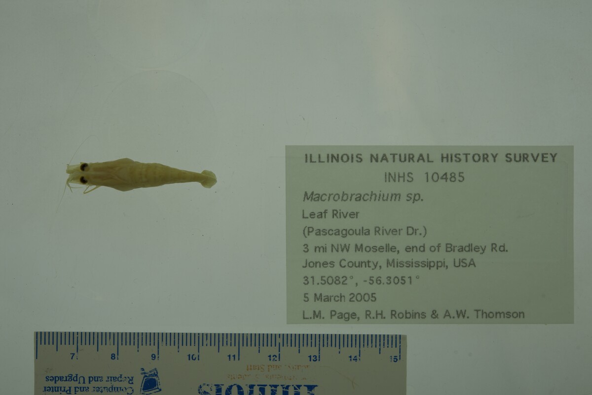 Macrobrachium image